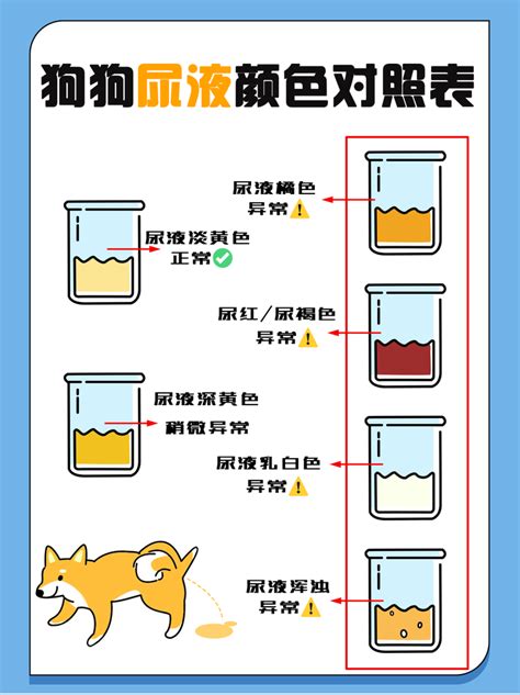 狗狗尿液顏色|【狗尿顏色】想知狗狗有冇飲夠水？ 一睇小便顏色就知道！